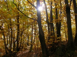 Courry en automne